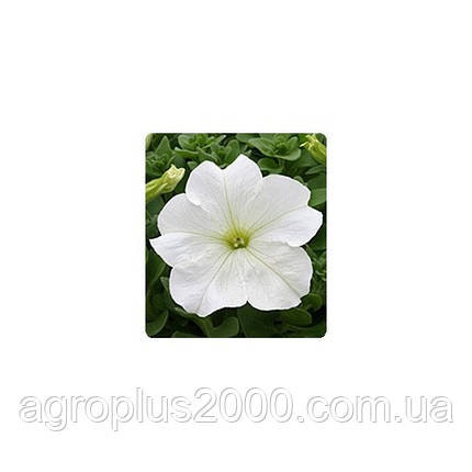 Насіння Петунія грандифлора Віртуоз F1 Біла White 1000 драже Kitano Seeds, фото 1