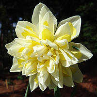 Нарцис махровий Irene Copeland цибулина (1 шт.)