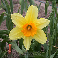Цибулинна рослина Нарцис корончатий Fortissimo 12/14