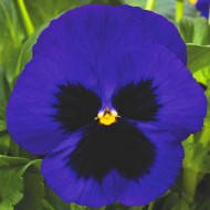 Насіння Віола Династія F1 Синє з очком Blue Blotch 500 насіння Kitano Seeds, фото 1