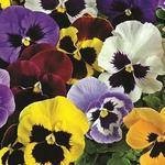 Насіння Віола Династія F1 Суміш з очком Blotched Mixed 500 насіння Kitano Seeds, фото 1