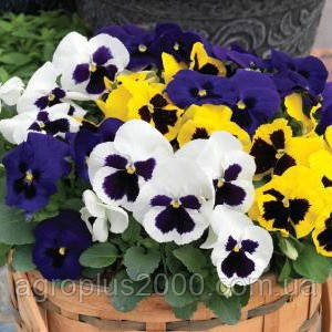 Насіння Віола Династія F1 Суміш Formula Mixed 100 насіння Kitano Seeds, фото 1
