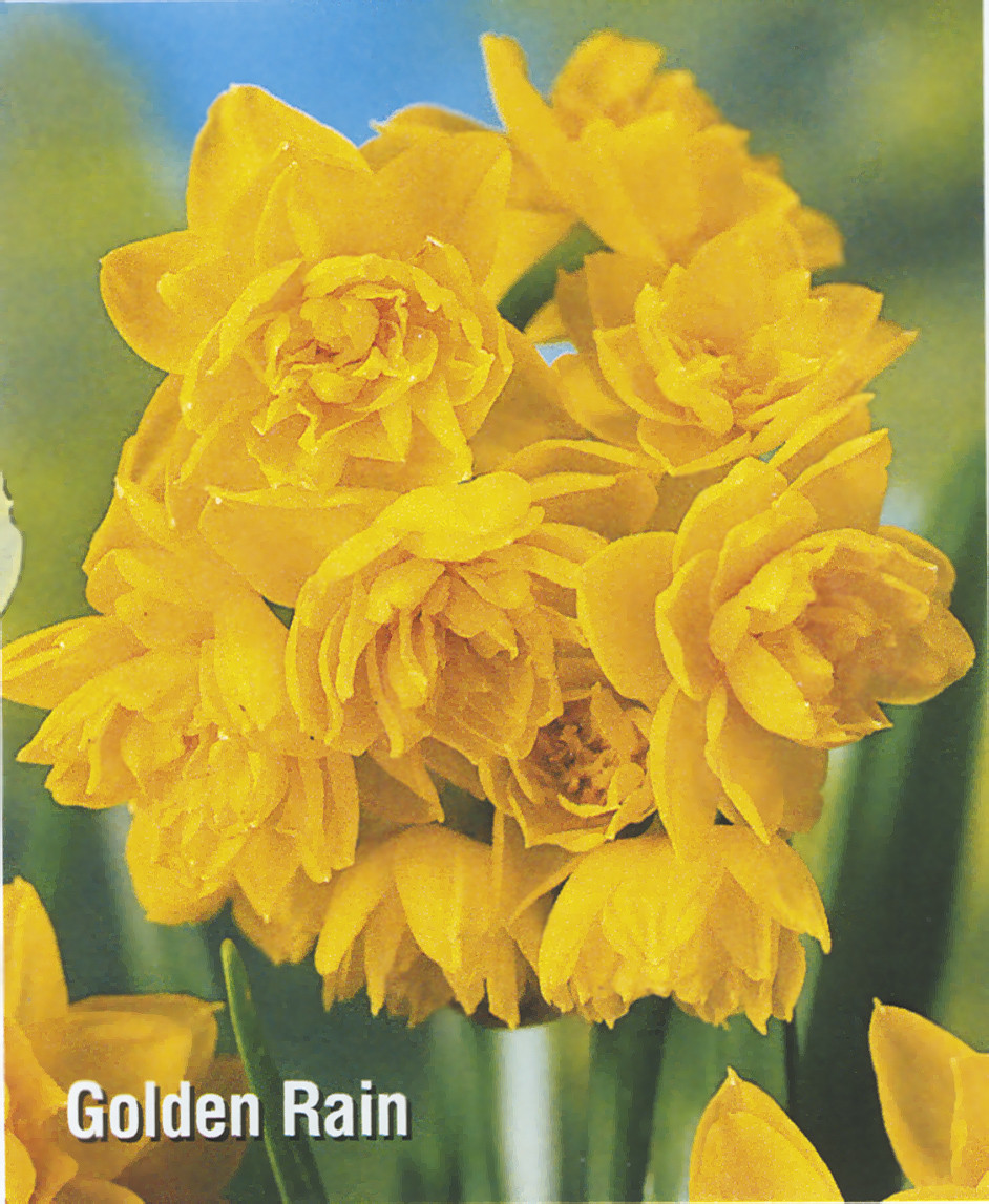 Нарцис мультиквітковий Golden Rain цибулина (1 шт.)