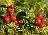 Брусника (Vaccinium vitis-idaca), фото 2
