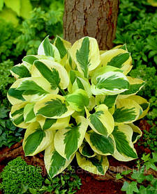 Хоста Брім Кап \ Hosta 'Brim Cup' ( саджанці 1.4л ).