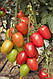 Насіння томата Гранадеро F1/ Granadero F1 250 насіння Enza Zaden, фото 2