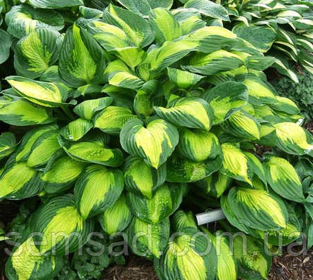 Хоста Капітан Кірк \ Hosta "Сaptain kirk"  ( саджанці)., фото 2