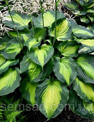 Хоста Капітан Кірк \ Hosta "Сaptain kirk"  ( саджанці)., фото 2