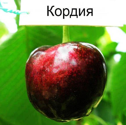 Саджанці черешні середній сорт Кордія, підщепа магалепка 🌱 В ПАКЕТІ 3.5 л, фото 3