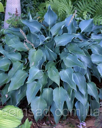 Хоста Флеміш Скай \ Hosta Flemish sky ( саджанці ЗКС ), фото 2