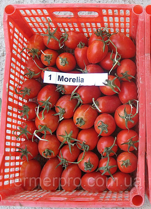 Насіння томату Морелію F1/Morelia F1 500 насіння, Enza Zaden