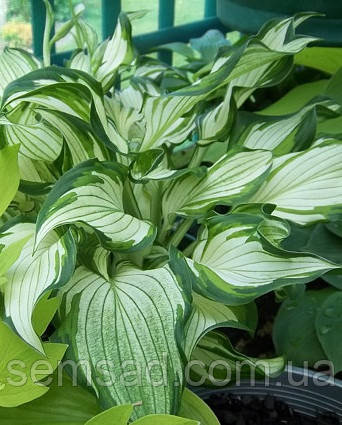 Hosta "Kiwi Spearmint "/Хоста Ківі Спірит ( саджанці)