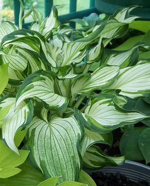 Hosta "Kiwi Spearmint "/Хоста Ківі Спірит ( саджанці), фото 2