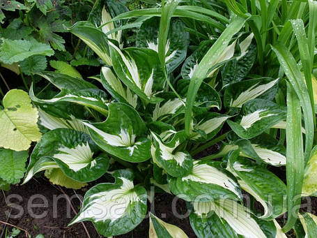 Хоста Вірлвінд ( саджанці С1.5л ), фото 2