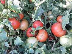 Насіння томату Бехрам F1/Behram F1 500 насіння Enza Zaden