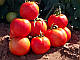 Насіння томату Бехрам F1/Behram F1 500 насіння Enza Zaden, фото 2
