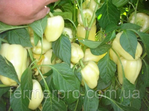 Насіння перцю Бланчина F1/Blancina F1 500 насіння Enza Zaden, фото 1