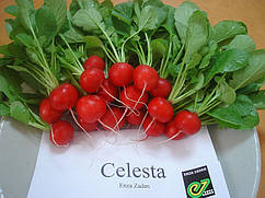 Насіння редису Селеста F1/Celesta F1 50.000 насіння фракція 3.00-3.25 Enza Zaden