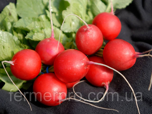 Насіння редиски Вієнна F1 / Vienna, 50 000 насінин, Enza Zaden (3.00-3.25), фото 1