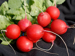 Насіння редиски Вієнна  F1 / Vienna 250 гр, Enza Zaden