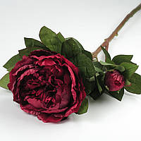 Півонія "червоне вино"
