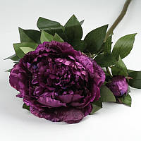 Пурпурова півонія