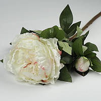 Півонія біла з рожевими мазками