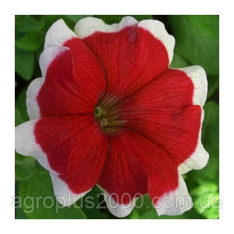 Семена Петунії грандіфлора пікоті Хулахуп Hulahoop F1 Червона 1000 насінин Sakata