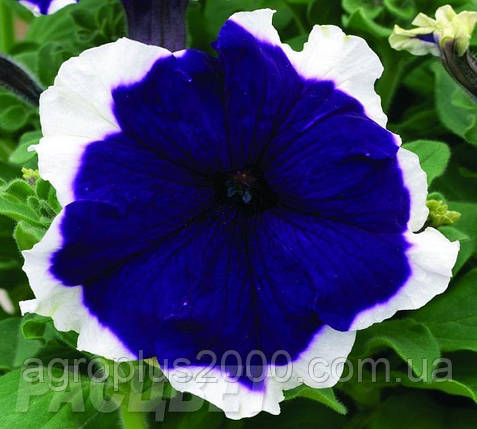 Насіння Петунія грандифлора пікоті Хулахапу Hulahoop F1 Синє 1000 драже Sakata, фото 1