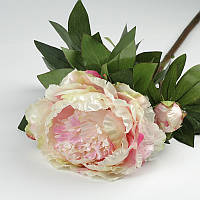 Світло-рожевий із різними відтінками рожевої півонії