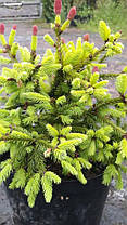 Ялина звичайна акрокона Пуш (Picea abies Push) С7, фото 3