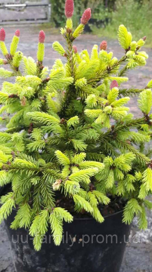 Ель обыкновенная акрокона Пуш (Picea abies Push) С7 - фото 5 - id-p614520196