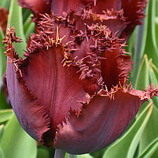 Тюльпан Black Jewel (Блек Джевел) оторочений 3 цибулинки, фото 3