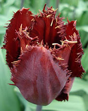 Тюльпан Black Jewel (Блек Джевел) оторочений 3 цибулинки, фото 5