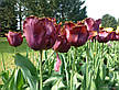 Тюльпан Black Jewel (Блек Джевел) оторочений 3 цибулинки, фото 7
