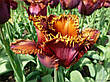 Тюльпан Black Jewel (Блек Джевел) оторочений 3 цибулинки, фото 8