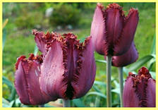 Тюльпан Black Jewel (Блек Джевел) оторочений 3 цибулинки, фото 2