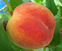 Персик Твард Тардив Т1. (Вулкан). Підщепа алича