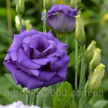Насіння Еустома АВС F1 Синя 100 насінин Pan-american seeds, фото 1