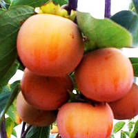 Хурма Сосновська