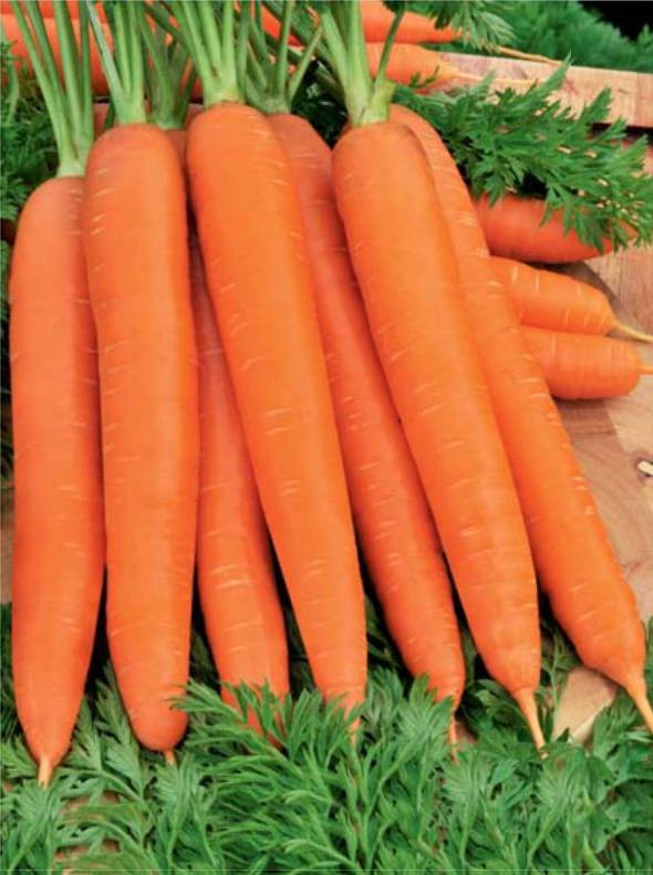 Насіння моркви Червона без серцевини драж. 100г