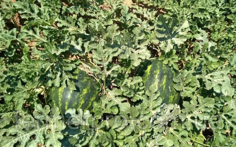 Насіння кавуна Марісто F1/Maristo F1 500 насіння Enza Zaden, фото 1