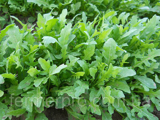 Насіння руколи Грація/ Grazia 100.000 насіння Enza Zaden, фото 1