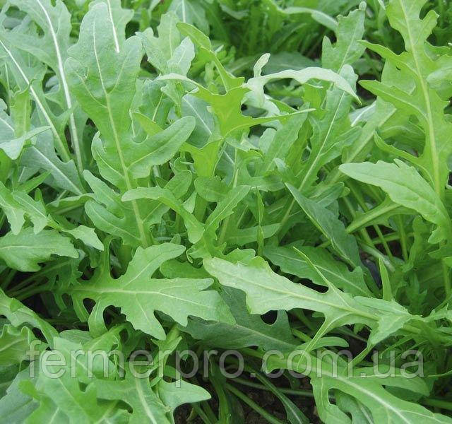 Насіння руколи Тріція / Tricia 100 000 насіння Enza Zaden, фото 1