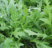 Насіння руколи Тріція / Tricia 100 000 насіння Enza Zaden