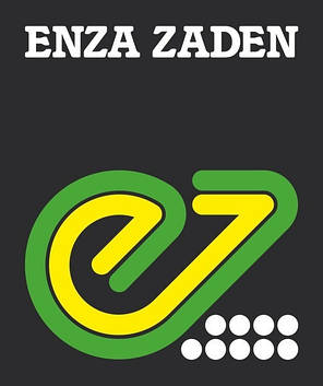Насіння Кабачок Ардендо F1, 100 насіння Enza Zaden, фото 4