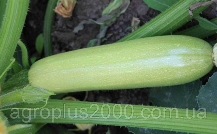Насіння Кабачок Ардендо F1, 500 насіння Enza Zaden