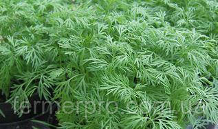 Насіння кропу Елла /Ella, 50 000 насінин, Enza Zaden, фото 1