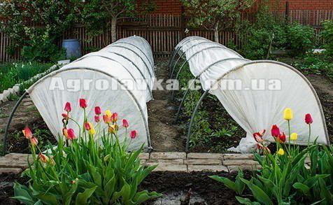 Парничок Універсальний 6м, фото 1