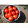 Насіння томату Хітомакс F1 (Hitomax F1) 1000 с до 11.2017 г, фото 6